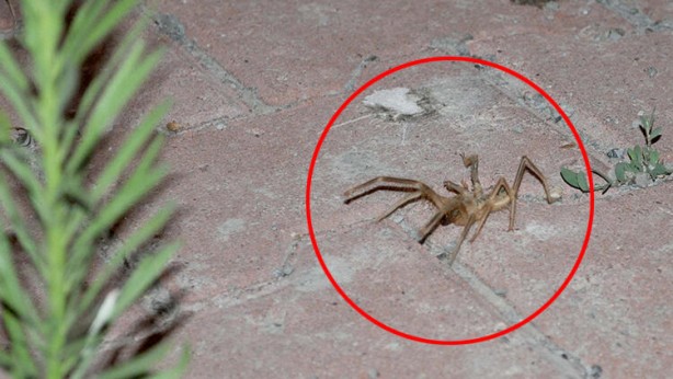 Foto - Dev etçil örümcek paniğe neden oldu!