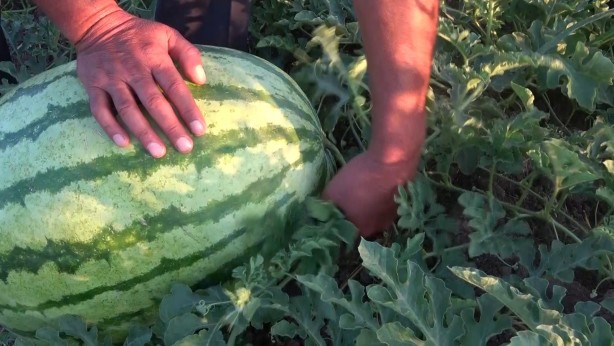 Foto - Dev karpuzun ağırlığı duyanları şoke etti!