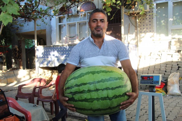 Foto - Dev karpuzun ağırlığı duyanları şoke etti!