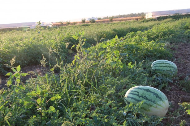 Foto - Dev karpuzun ağırlığı duyanları şoke etti!
