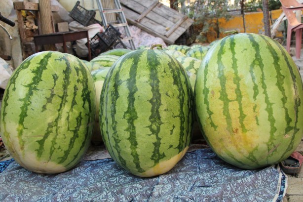 Foto - Dev karpuzun ağırlığı duyanları şoke etti!