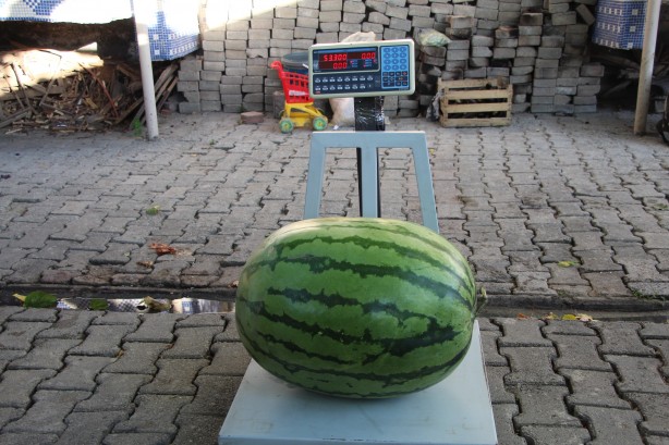 Foto - Dev karpuzun ağırlığı duyanları şoke etti!