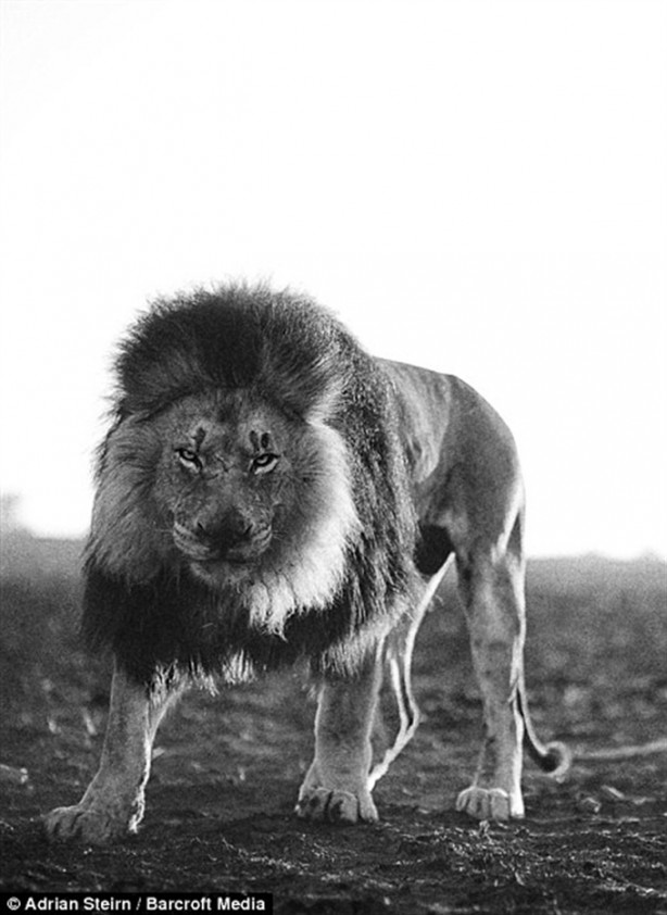 Foto - Dev kedilerle yakınlığı görenleri korkutuyor!