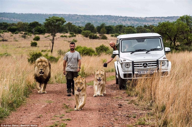Foto - Dev kedilerle yakınlığı görenleri korkutuyor!