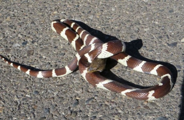 Foto - Dev kertenkeleyi yutmak isteyen yılan canından oldu