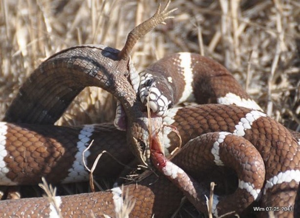 Foto - Dev kertenkeleyi yutmak isteyen yılan canından oldu