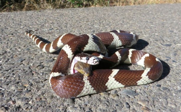 Foto - Dev kertenkeleyi yutmak isteyen yılan canından oldu