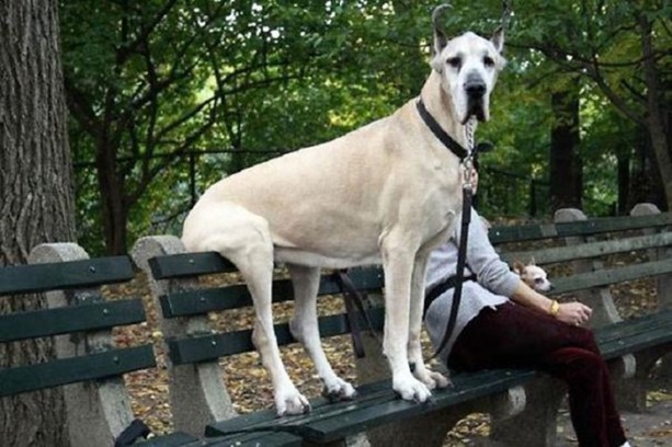 Foto - Dev köpekler görenleri şaşırtıyor