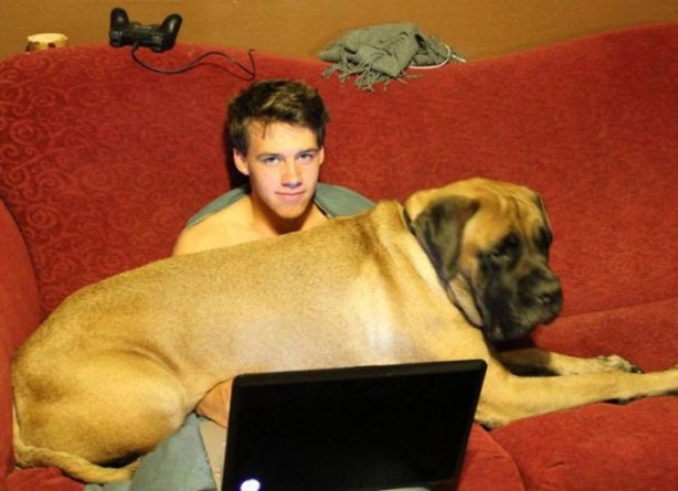 Foto - Dev köpekler görenleri şaşırtıyor