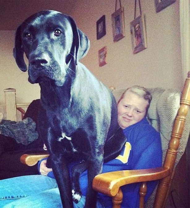 Foto - Dev köpekler görenleri şaşırtıyor