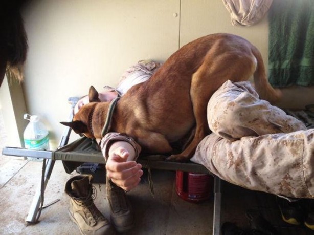 Foto - Dev köpekler görenleri şaşırtıyor