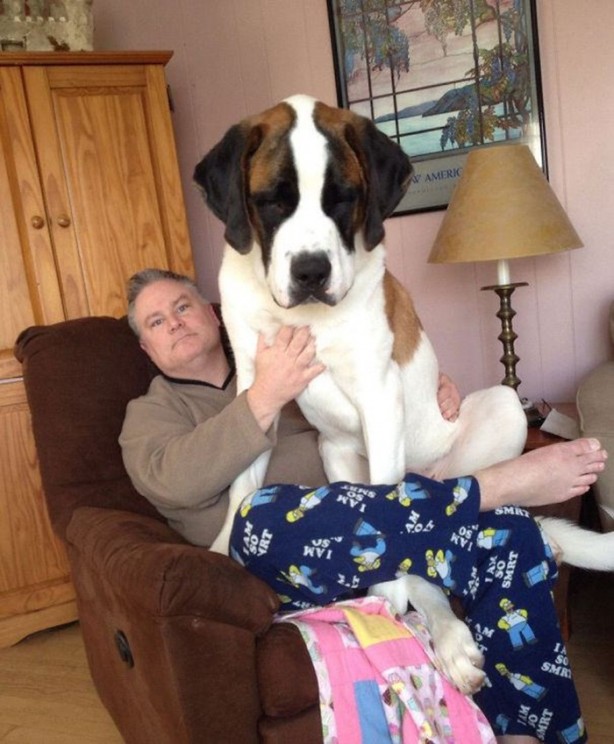 Foto - Dev köpekler görenleri şaşırtıyor