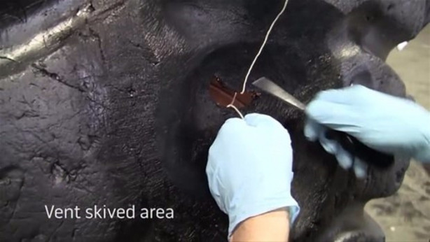 Foto - Dev lastiği böyle tamir ediyor!