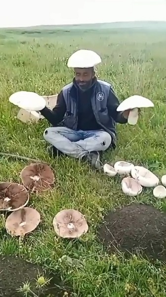 Foto - Dev mantarlar ilgi odağı oldu