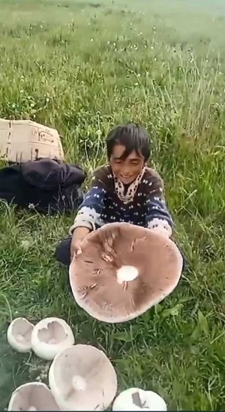 Foto - Dev mantarlar ilgi odağı oldu