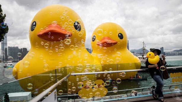 Dev ördek Hong Kong'a geri döndü