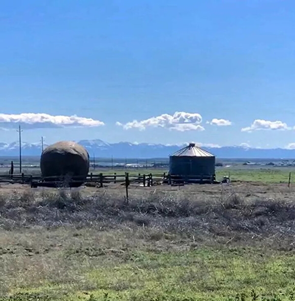 Foto - Dev patatesin içinden bakın ne çıktı! Görenler gözlerine inanamıyor