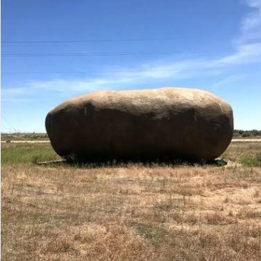 Dev patatesin içinden bakın ne çıktı? Herkes ne olduğunu merak etti