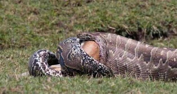 Foto - Dev piton böyle avlandı!