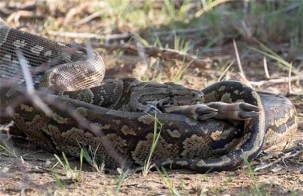 Foto - Dev piton böyle avlandı!