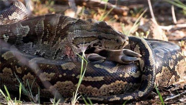 Foto - Dev piton böyle avlandı!