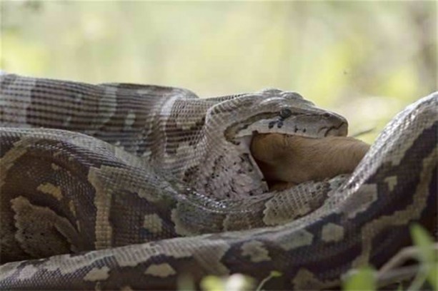 Foto - Dev piton böyle avlandı!