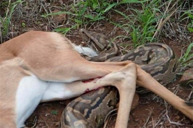 Foto - Dev piton böyle avlandı!