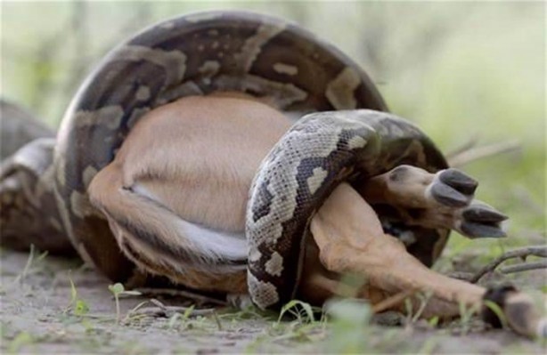 Foto - Dev piton böyle avlandı!