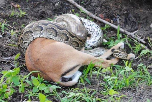 Foto - Dev piton böyle avlandı!