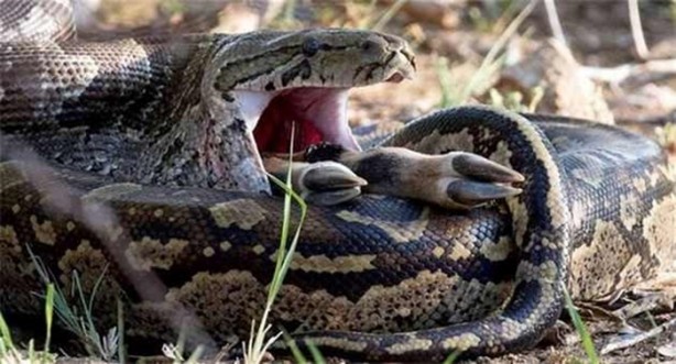 Foto - Dev piton böyle avlandı!