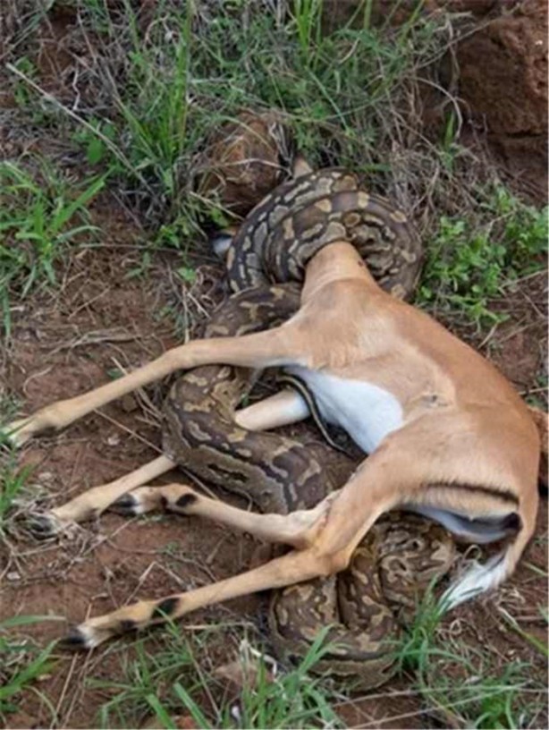 Foto - Dev piton böyle avlandı!