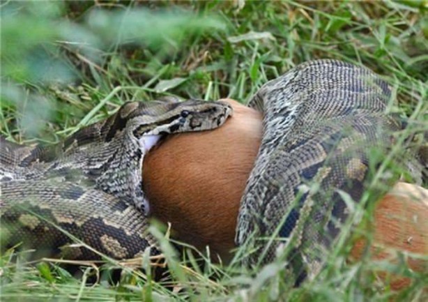 Foto - Dev piton böyle avlandı!