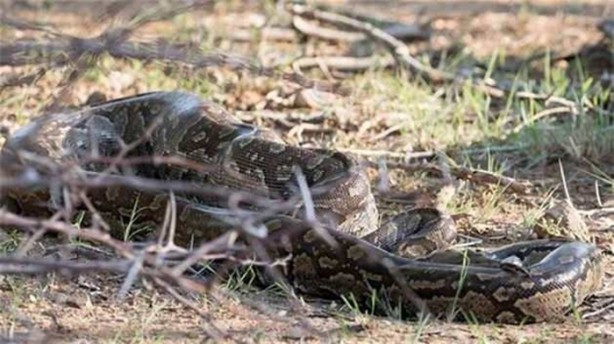 Foto - Dev piton böyle avlandı!