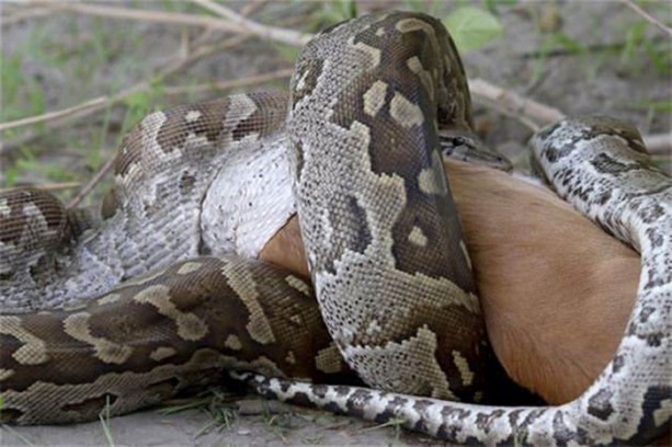 Foto - Dev piton böyle avlandı!