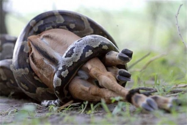 Foto - Dev piton böyle avlandı!