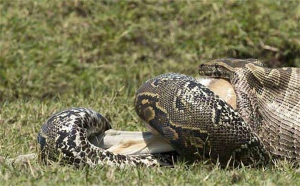 Foto - Dev piton böyle avlandı!