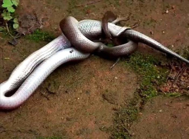 Foto - Dev piton timsahı böyle yuttu