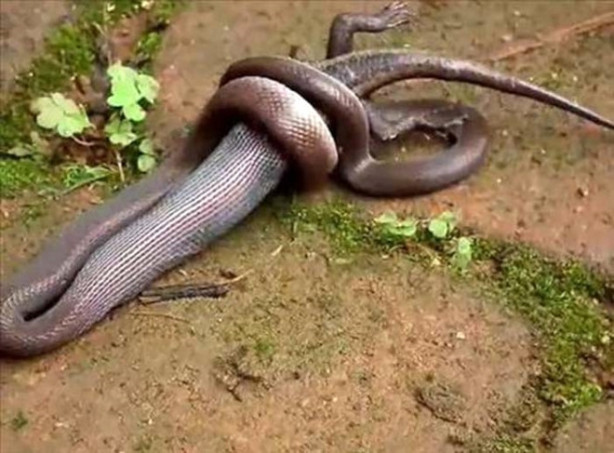 Foto - Dev piton timsahı böyle yuttu