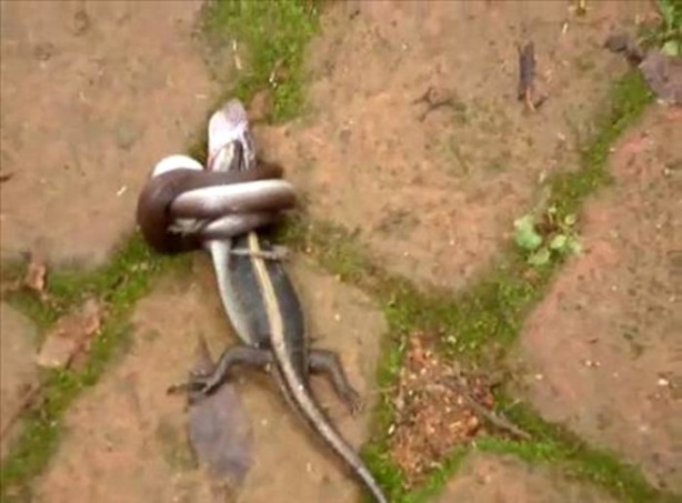 Foto - Dev piton timsahı böyle yuttu