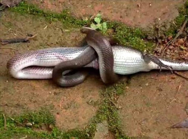 Foto - Dev piton timsahı böyle yuttu