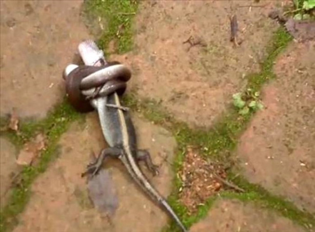 Foto - Dev piton timsahı böyle yuttu