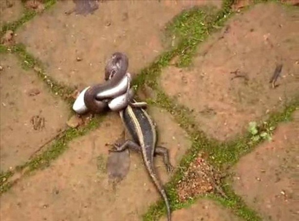 Foto - Dev piton timsahı böyle yuttu