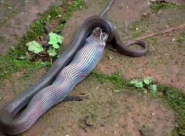 Foto - Dev piton timsahı böyle yuttu