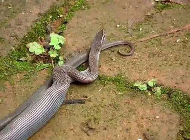 Foto - Dev piton timsahı böyle yuttu