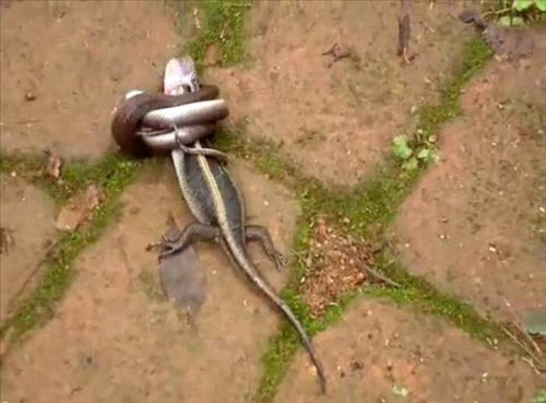 Foto - Dev piton timsahı böyle yuttu