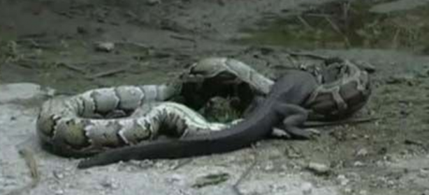 Foto - Dev piton timsahı mideye indirdi!