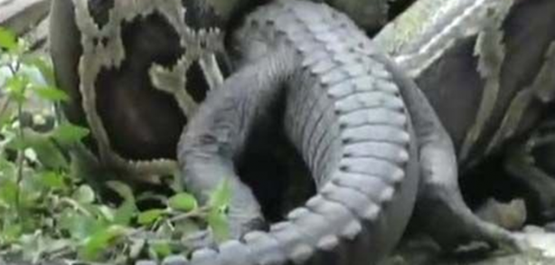 Foto - Dev piton timsahı mideye indirdi!