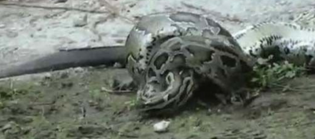 Foto - Dev piton timsahı mideye indirdi!