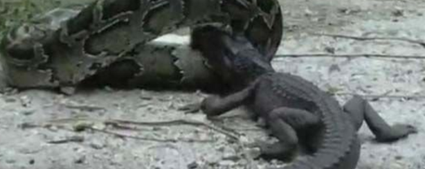 Foto - Dev piton timsahı mideye indirdi!