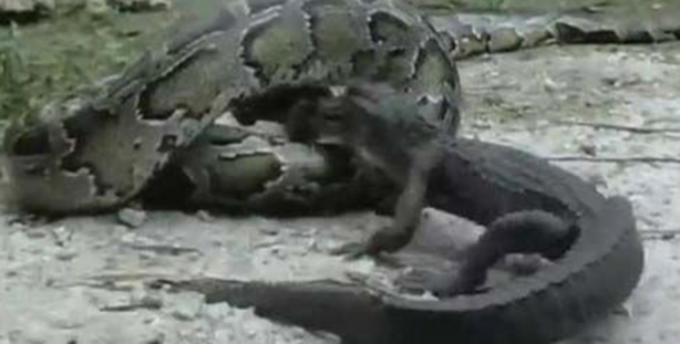 Foto - Dev piton timsahı mideye indirdi!
